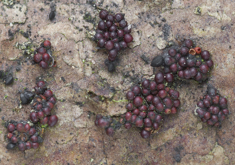 Nectria fuckeliana